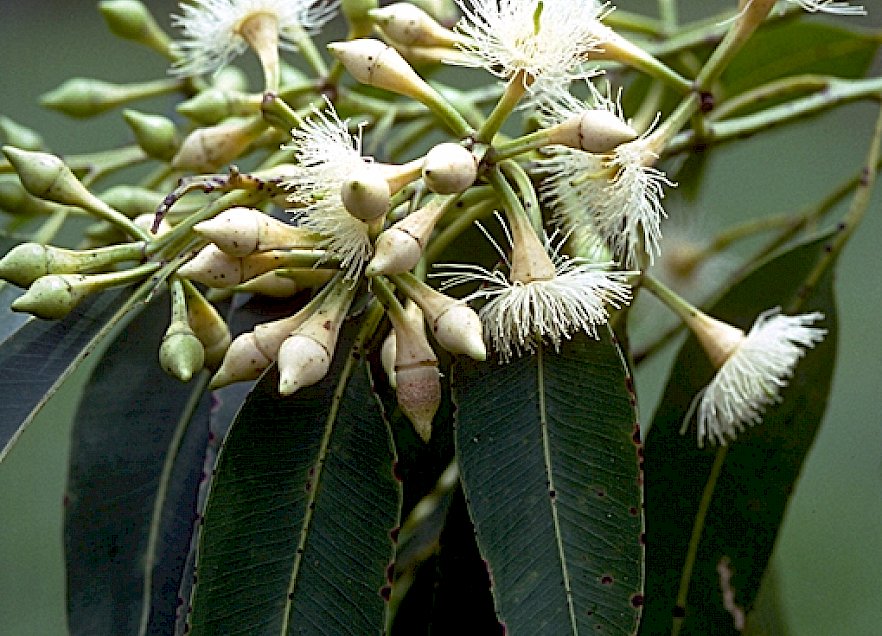 Eucalyptus Pellita - Vista principal